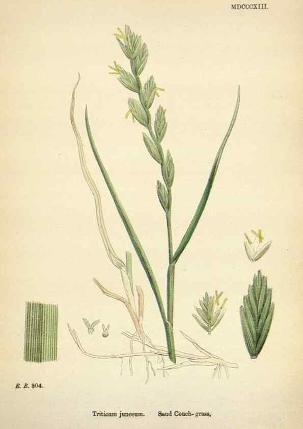 Reproducción/Reproduction 48750109683: English botany, or, Coloured figures of British plants /. London :R. Hardwicke,1863-1886.. 