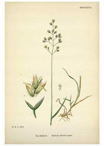 Reproducción/Reproduction 48750423036: English botany, or, Coloured figures of British plants /. London :R. Hardwicke,1863-1886.. 