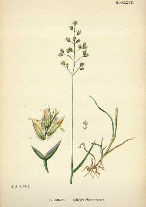 Reproducción/Reproduction 48750423036: English botany, or, Coloured figures of British plants /. London :R. Hardwicke,1863-1886.. 