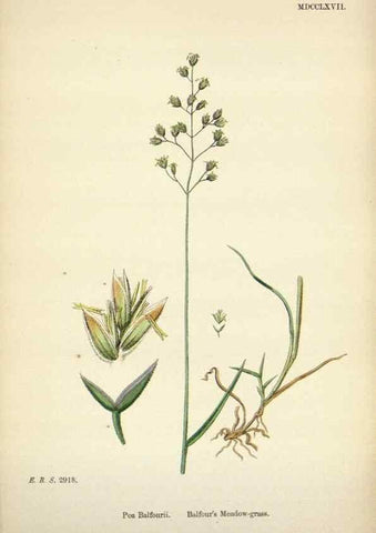Reproducción/Reproduction 48750423036: English botany, or, Coloured figures of British plants /. London :R. Hardwicke,1863-1886.. 