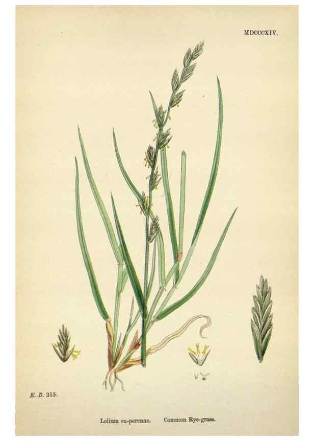 Reproducción/Reproduction 48750625827: English botany, or, Coloured figures of British plants /. London :R. Hardwicke,1863-1886.. 