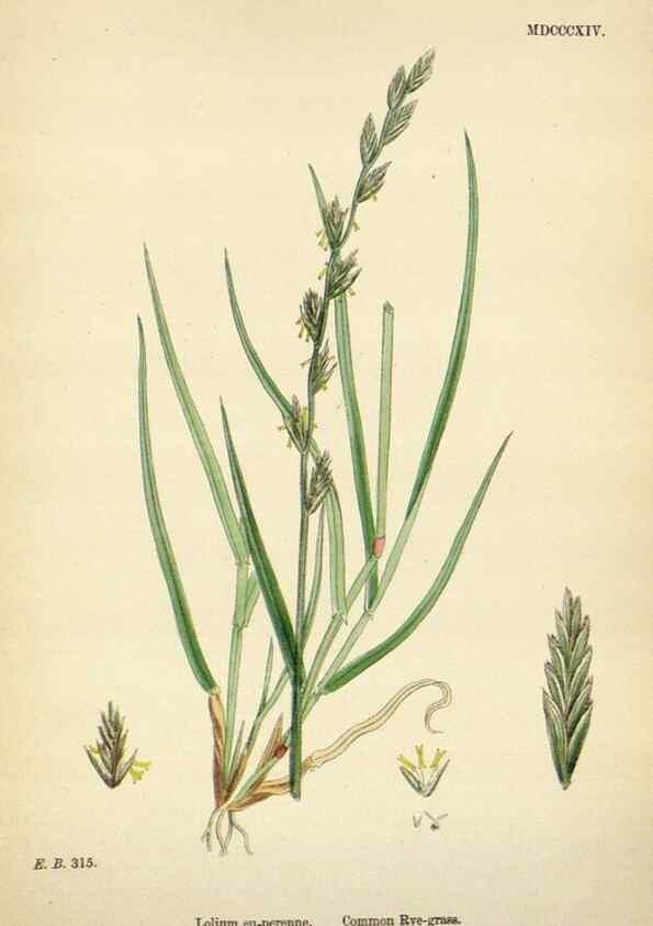 Reproducción/Reproduction 48750625827: English botany, or, Coloured figures of British plants /. London :R. Hardwicke,1863-1886.. 