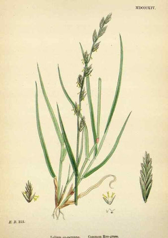 Reproducción/Reproduction 48750625827: English botany, or, Coloured figures of British plants /. London :R. Hardwicke,1863-1886.. 