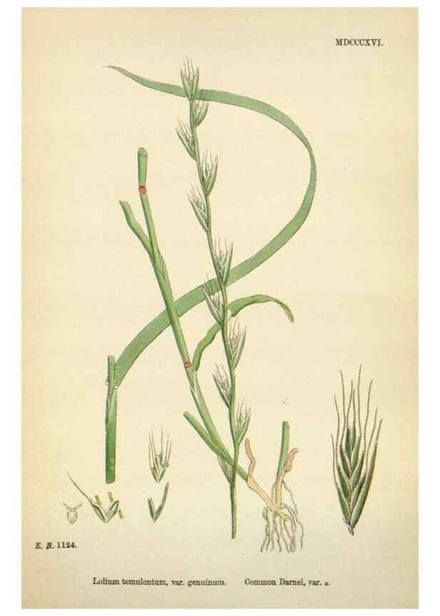 Reproducción/Reproduction 48750626347: English botany, or, Coloured figures of British plants /. London :R. Hardwicke,1863-1886.. 
