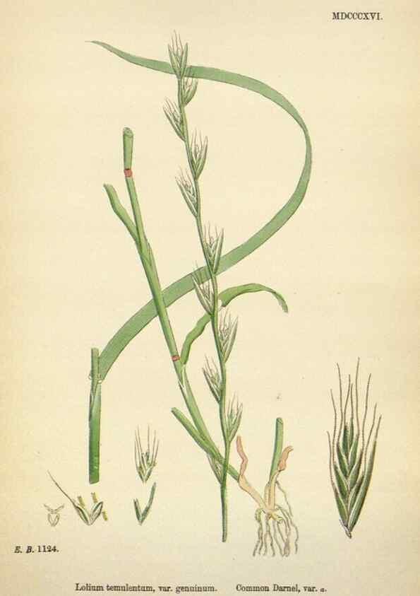 Reproducción/Reproduction 48750626347: English botany, or, Coloured figures of British plants /. London :R. Hardwicke,1863-1886.. 