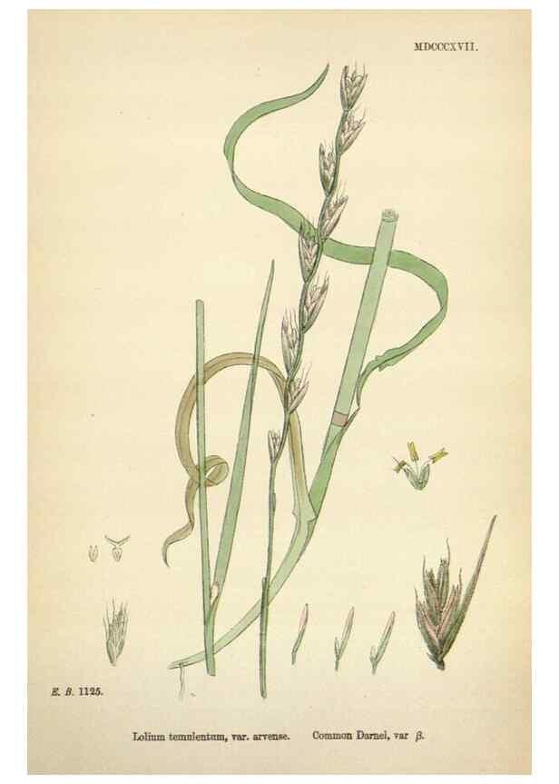 Reproducción/Reproduction 48750110938: English botany, or, Coloured figures of British plants /. London :R. Hardwicke,1863-1886.. 