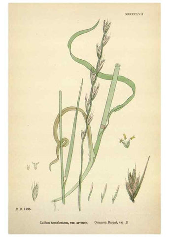 Reproducción/Reproduction 48750110938: English botany, or, Coloured figures of British plants /. London :R. Hardwicke,1863-1886.. 