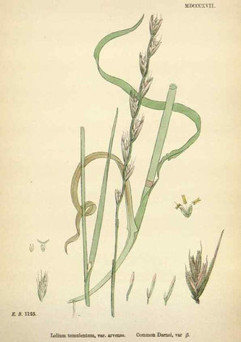Reproducción/Reproduction 48750110938: English botany, or, Coloured figures of British plants /. London :R. Hardwicke,1863-1886.. 