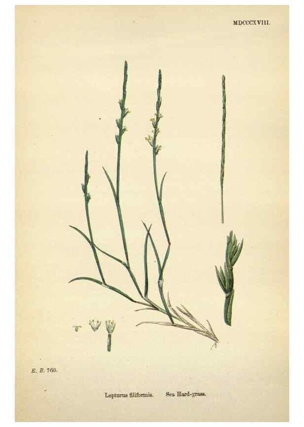 Reproducción/Reproduction 48750438686: English botany, or, Coloured figures of British plants /. London :R. Hardwicke,1863-1886.. 
