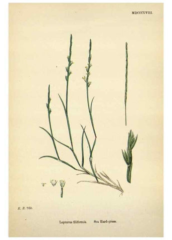 Reproducción/Reproduction 48750438686: English botany, or, Coloured figures of British plants /. London :R. Hardwicke,1863-1886.. 