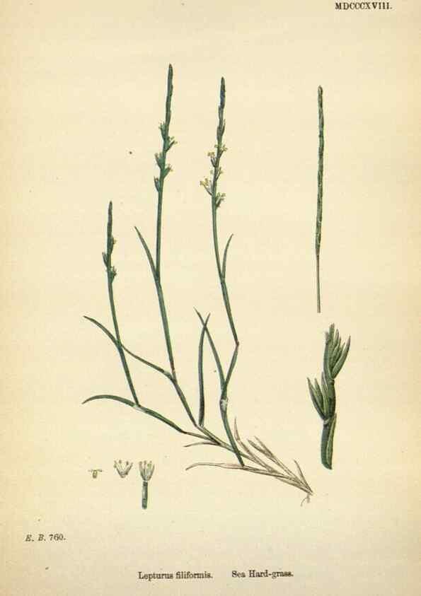 Reproducción/Reproduction 48750438686: English botany, or, Coloured figures of British plants /. London :R. Hardwicke,1863-1886.. 
