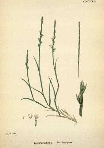 Reproducción/Reproduction 48750438686: English botany, or, Coloured figures of British plants /. London :R. Hardwicke,1863-1886.. 