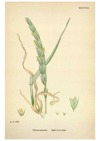 Reproducción/Reproduction 48750627287: English botany, or, Coloured figures of British plants /. London :R. Hardwicke,1863-1886.. 