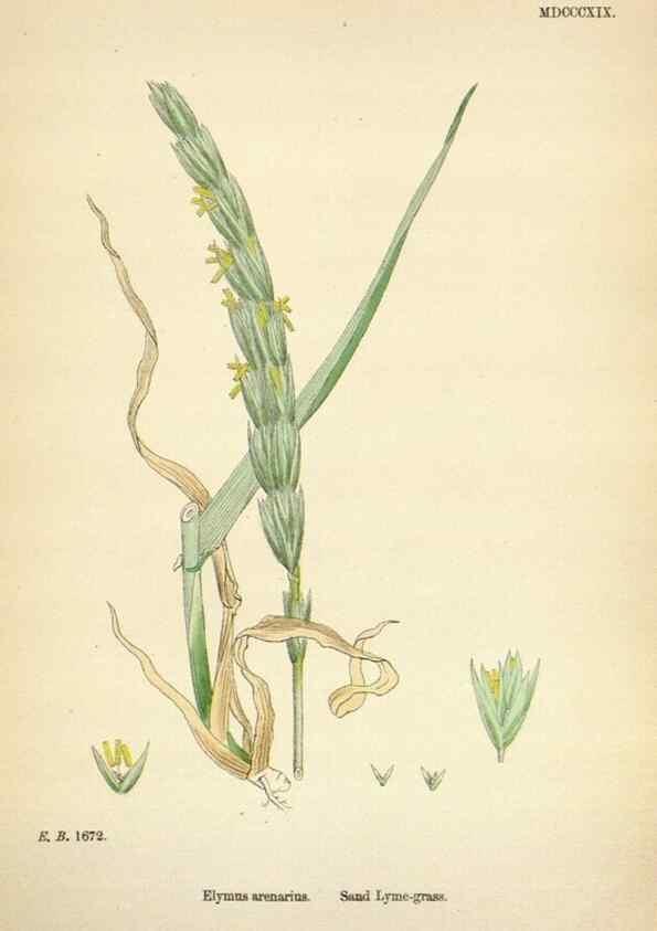 Reproducción/Reproduction 48750627287: English botany, or, Coloured figures of British plants /. London :R. Hardwicke,1863-1886.. 
