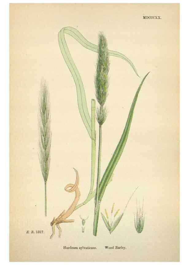 Reproducción/Reproduction 48750439196: English botany, or, Coloured figures of British plants /. London :R. Hardwicke,1863-1886.. 