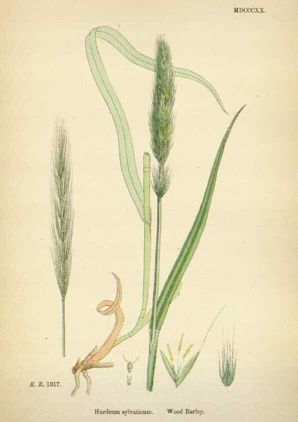 Reproducción/Reproduction 48750439196: English botany, or, Coloured figures of British plants /. London :R. Hardwicke,1863-1886.. 