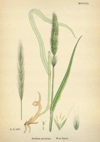 Reproducción/Reproduction 48750439196: English botany, or, Coloured figures of British plants /. London :R. Hardwicke,1863-1886.. 
