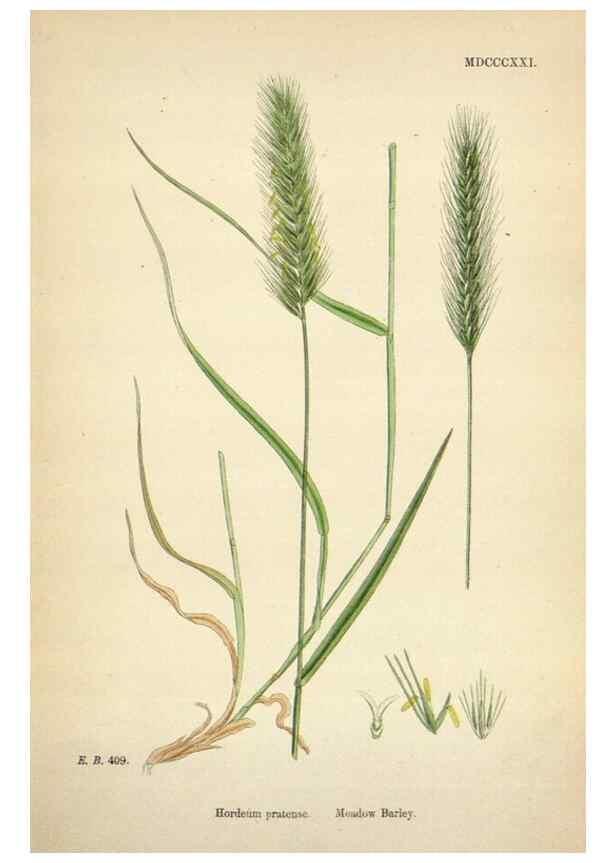Reproducción/Reproduction 48750627877: English botany, or, Coloured figures of British plants /. London :R. Hardwicke,1863-1886.. 