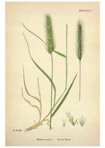Reproducción/Reproduction 48750627877: English botany, or, Coloured figures of British plants /. London :R. Hardwicke,1863-1886.. 
