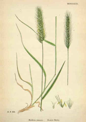 Reproducción/Reproduction 48750627877: English botany, or, Coloured figures of British plants /. London :R. Hardwicke,1863-1886.. 