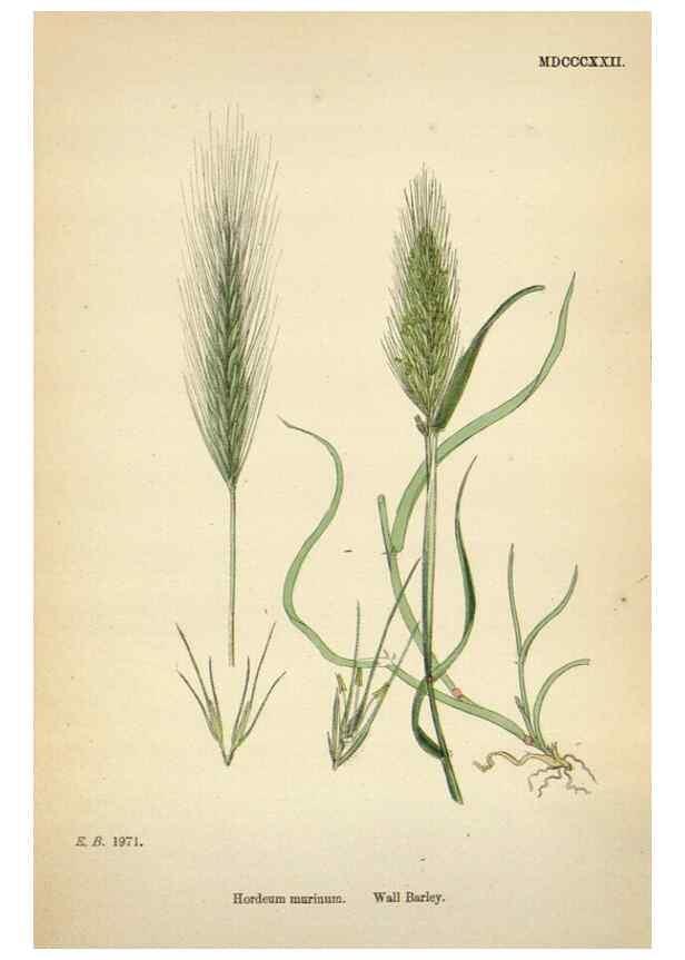 Reproducción/Reproduction 48750439701: English botany, or, Coloured figures of British plants /. London :R. Hardwicke,1863-1886.. 