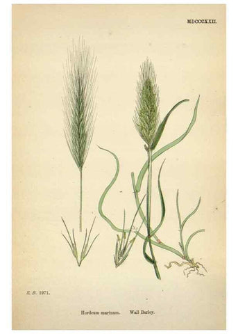 Reproducción/Reproduction 48750439701: English botany, or, Coloured figures of British plants /. London :R. Hardwicke,1863-1886.. 