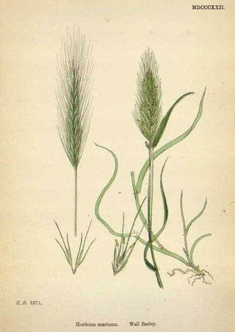 Reproducción/Reproduction 48750439701: English botany, or, Coloured figures of British plants /. London :R. Hardwicke,1863-1886.. 