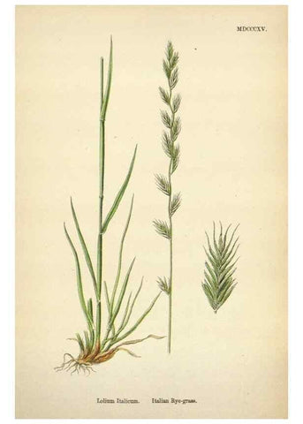 Reproducción/Reproduction 48750626092: English botany, or, Coloured figures of British plants /. London :R. Hardwicke,1863-1886.. 