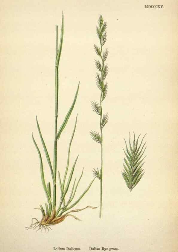 Reproducción/Reproduction 48750626092: English botany, or, Coloured figures of British plants /. London :R. Hardwicke,1863-1886.. 