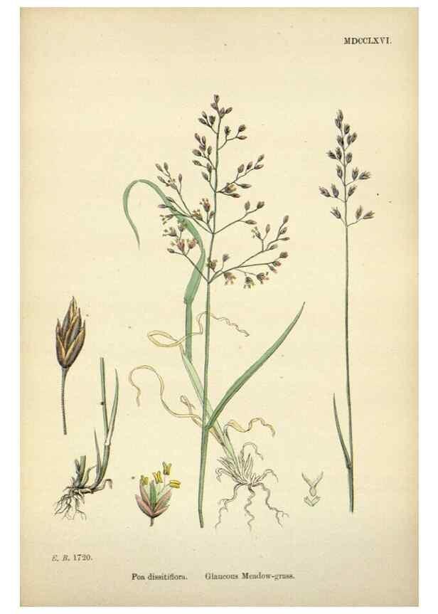 Reproducción/Reproduction 48750422801: English botany, or, Coloured figures of British plants /. London :R. Hardwicke,1863-1886.. 