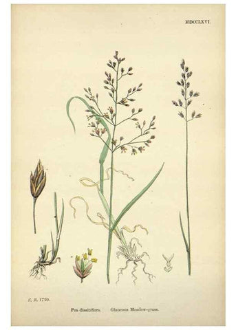 Reproducción/Reproduction 48750422801: English botany, or, Coloured figures of British plants /. London :R. Hardwicke,1863-1886.. 