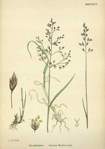 Reproducción/Reproduction 48750422801: English botany, or, Coloured figures of British plants /. London :R. Hardwicke,1863-1886.. 