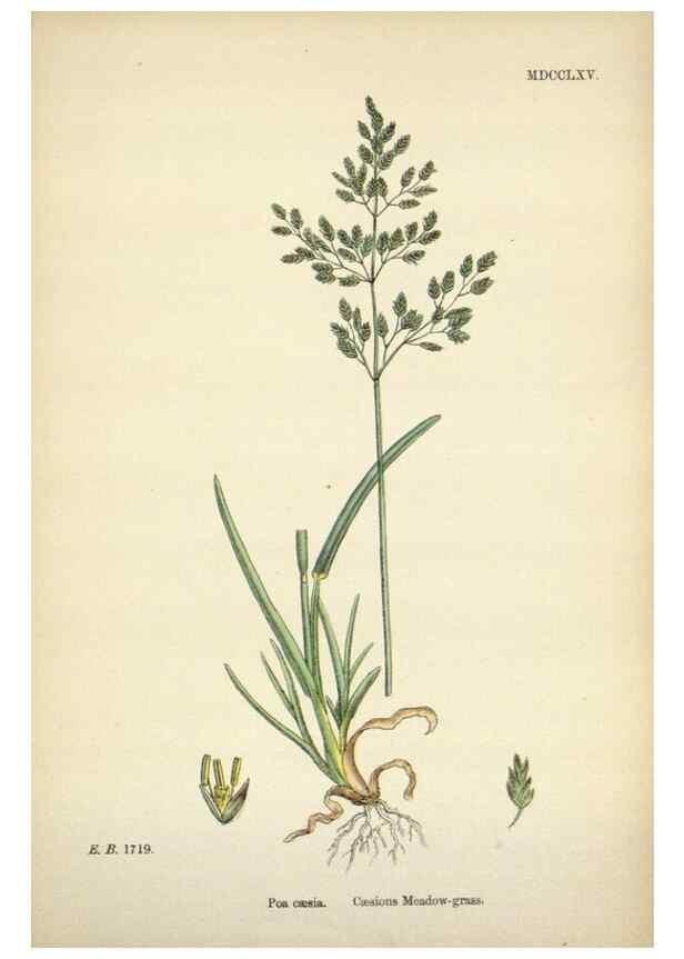 Reproducción/Reproduction 48750422471: English botany, or, Coloured figures of British plants /. London :R. Hardwicke,1863-1886.. 
