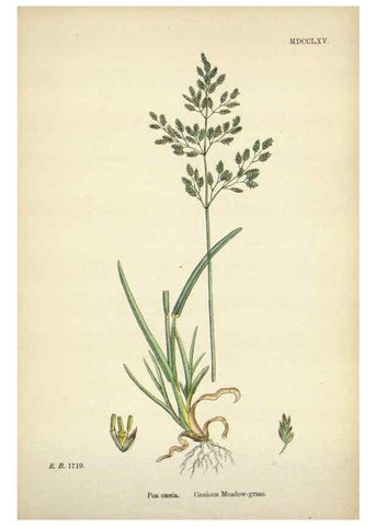 Reproducción/Reproduction 48750422471: English botany, or, Coloured figures of British plants /. London :R. Hardwicke,1863-1886.. 