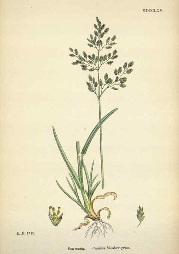 Reproducción/Reproduction 48750422471: English botany, or, Coloured figures of British plants /. London :R. Hardwicke,1863-1886.. 