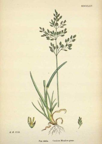 Reproducción/Reproduction 48750422471: English botany, or, Coloured figures of British plants /. London :R. Hardwicke,1863-1886.. 