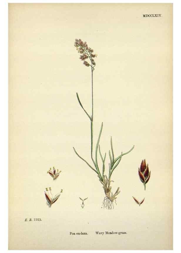 Reproducción/Reproduction 48750094418: English botany, or, Coloured figures of British plants /. London :R. Hardwicke,1863-1886.. 