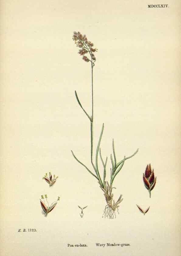 Reproducción/Reproduction 48750094418: English botany, or, Coloured figures of British plants /. London :R. Hardwicke,1863-1886.. 