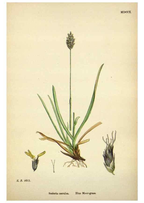 Reproducción/Reproduction 48750399411: English botany, or, Coloured figures of British plants /. London :R. Hardwicke,1863-1886.. 