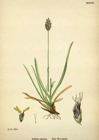 Reproducción/Reproduction 48750399411: English botany, or, Coloured figures of British plants /. London :R. Hardwicke,1863-1886.. 