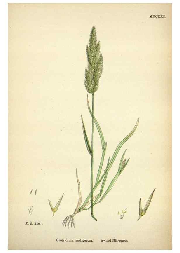 Reproducción/Reproduction 48750589222: English botany, or, Coloured figures of British plants /. London :R. Hardwicke,1863-1886.. 
