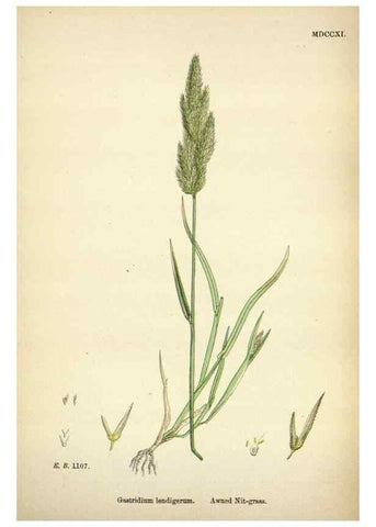 Reproducción/Reproduction 48750589222: English botany, or, Coloured figures of British plants /. London :R. Hardwicke,1863-1886.. 