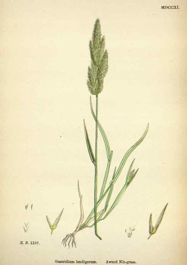 Reproducción/Reproduction 48750589222: English botany, or, Coloured figures of British plants /. London :R. Hardwicke,1863-1886.. 