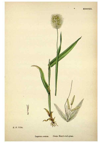 Reproducción/Reproduction 48750589697: English botany, or, Coloured figures of British plants /. London :R. Hardwicke,1863-1886.. 