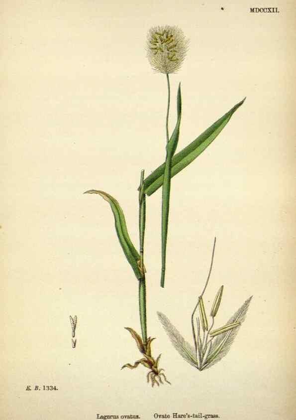 Reproducción/Reproduction 48750589697: English botany, or, Coloured figures of British plants /. London :R. Hardwicke,1863-1886.. 