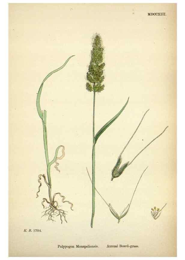 Reproducción/Reproduction 48750074563: English botany, or, Coloured figures of British plants /. London :R. Hardwicke,1863-1886.. 