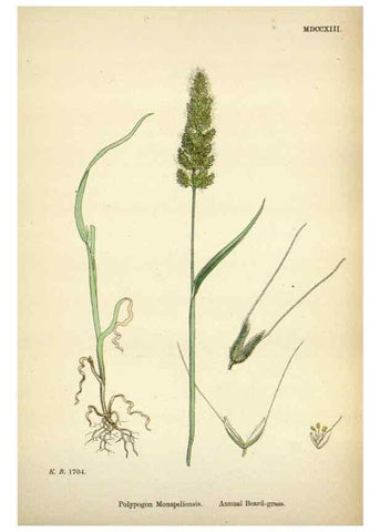 Reproducción/Reproduction 48750074563: English botany, or, Coloured figures of British plants /. London :R. Hardwicke,1863-1886.. 