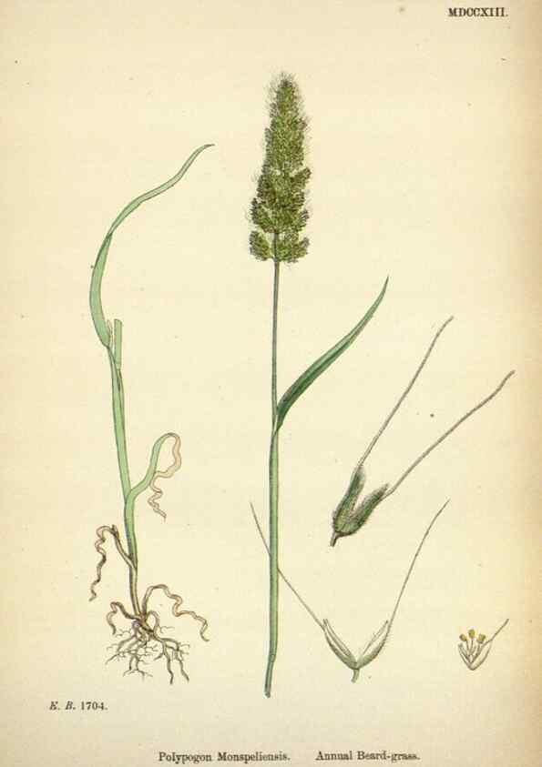 Reproducción/Reproduction 48750074563: English botany, or, Coloured figures of British plants /. London :R. Hardwicke,1863-1886.. 