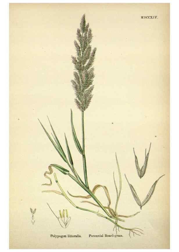 Reproducción/Reproduction 48750075028: English botany, or, Coloured figures of British plants /. London :R. Hardwicke,1863-1886.. 