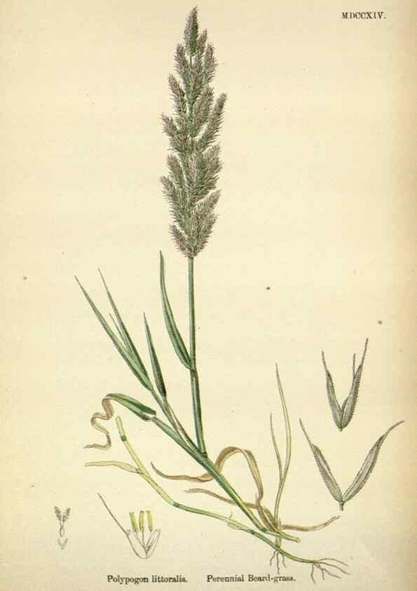 Reproducción/Reproduction 48750075028: English botany, or, Coloured figures of British plants /. London :R. Hardwicke,1863-1886.. 